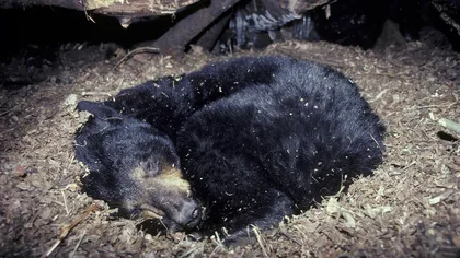 Rănile urşilor se vindecă complet în timpul hibernării: Metoda ar putea fi aplicată şi la oameni
