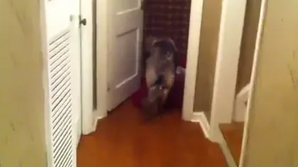 Un câine le trânteşte uşa în nas stăpânilor VIDEO
