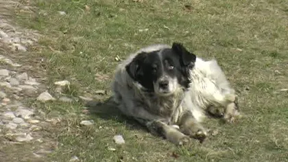 15 câini ai oierilor dintr-o comună arădeană au fost otrăviţi VIDEO