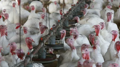 Peste 42.000 de păsări de la o fermă din Olanda, sacrificate din cauza gripei aviare