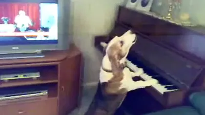 Câinele muzician: Un patruped cântă la pian VIDEO