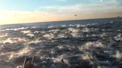 Spectacolul naturii: Sute de delfini, filmaţi pe coastele Californiei VIDEO