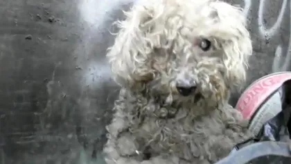 Emoţionant! O căţeluşă oarbă, salvată din mizerie şi readusă la viaţă VIDEO