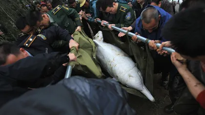 Delfin alb, salvat dintr-un râu din China GALERIE FOTO