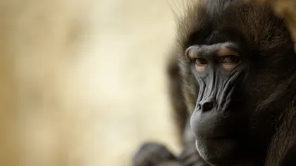 Oamenii au acelaşi număr de neuroni ca babuinii
