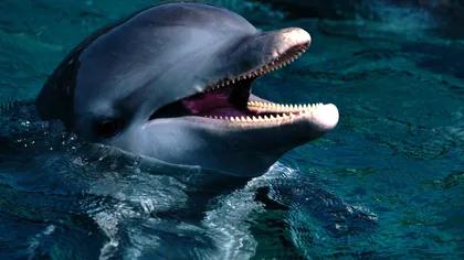 Zeci de delfini, în pericol de moarte: S-au blocat într-un tunel de gheaţă în Marea Azov