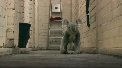 Distracţie la zoo: Un koala aleargă pe holuri VIDEO