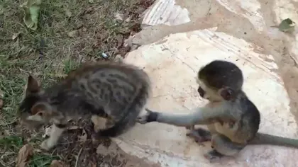O pisică şi un pui de maimuţă care se aleargă fac senzaţie pe YouTube VIDEO
