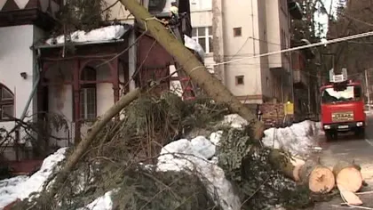 Vântul a făcut ravagii la Sinaia. Un molid de 20 de metri a căzut peste o casă VIDEO