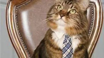Motanul Hank candidează la un fotoliu senatorial în Virginia