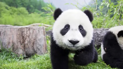 Cel mai scump ceai din lume foloseşte excremente de panda pe post de îngrăşământ