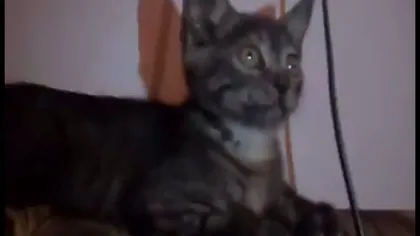 O pisică dă din cap pe ritm de dubstep VIDEO