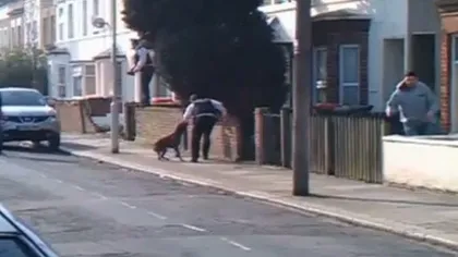 Poliţişti londonezi sfâşiaţi de pitbull VIDEO