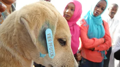 Misiune Vier Pfoten în Sudan: Veterinarii români au tratat şi sterilizat animalele din Darfur FOTO