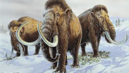 Rusia şi Coreea de Sud au semnat un acord pentru clonarea mamutului lânos