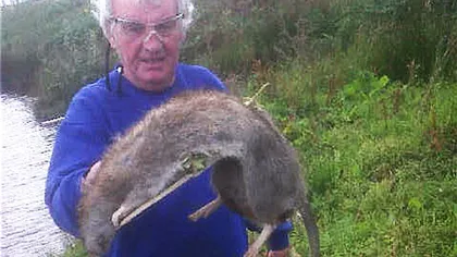 Un şobolan gigantic, de peste un metru lungime, omorât de un bătrân din Anglia FOTO