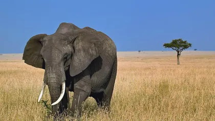 Peste 2,500 de elefanţi au fost ucişi pentru fildeş, doar în 2011
