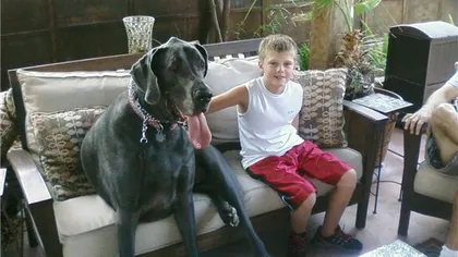 George, cel mai mare câine din lume, are acum şi o biografie VIDEO
