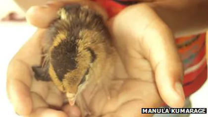 O găină din Sri Lanka a născut un pui viu, fără ou