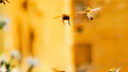 Albinele i-au băgat în spital tocmai pe iubitorii naturii VIDEO