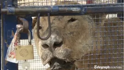 O grădină zoologică din Gaza prezintă animale împăiate VIDEO