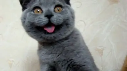 Cea mai drăguţă pisică din lume: blană perfectă şi ochi mari, portocalii FOTO VIDEO
