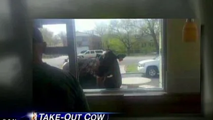 O vacă a evadat de la fermă pentru a se duce la fast-food FOTO