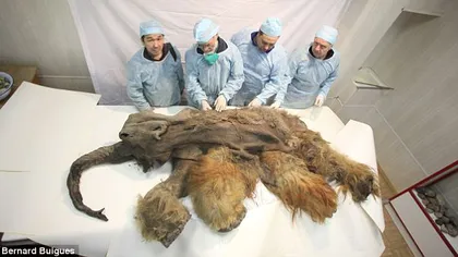 Fosila unui pui de mamut, descoperită în Siberia, prima dovadă a interacţiunii cu oamenii VIDEO