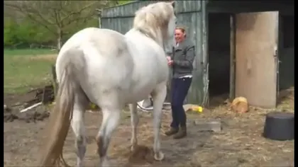 Ce se întâmplă când un cal întâlneşte o blondă VIDEO