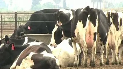 Un nou caz de boala vacii nebune, depistat în California