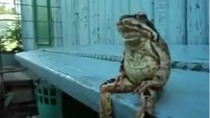 O broască stă pe bancă exact ca un om VIDEO