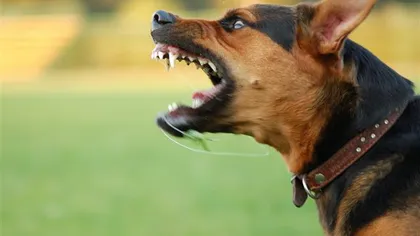 Cum ne apărăm de atacul câinilor maidanezi VEZI SFATURILE UNUI DRESOR