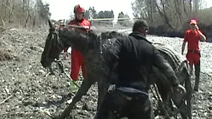 Pompierii de la Câmpina au salvat un cal de la moarte VIDEO