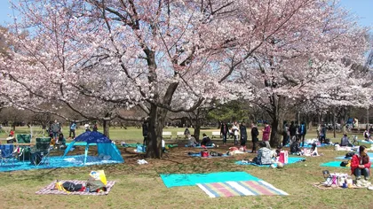 Hanami, festivalul florilor de cireş, a pus stăpânire pe Japonia