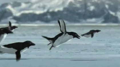 Farse celebre de 1 Aprilie: De la pinguinii zburătorii, la pomii cu spaghete