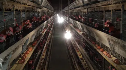 Vier Pfoten: Ouă provenite de la găini ţinute în cuşti se ascund în alimentele procesate