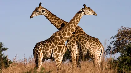 Vârsta girafelor poate fi aflată din culoarea petelor de pe blană