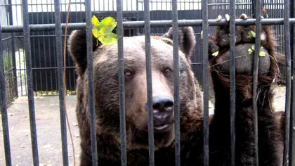 Fundaţia Born Free: Grădinile zoologice din România, un pericol pentru vizitatori şi animale