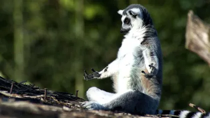 O viaţă fără griji: Un lemur face yoga FOTO