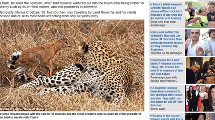 Prietenie contra naturii între un leopard şi un pui de antilopă pitică FOTO