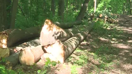 Pădurea Băneasa, în pericol. Şmecherii vor s-o pună la pământ VIDEO
