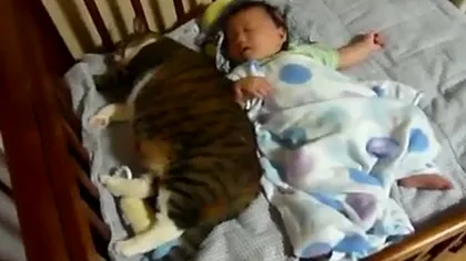 Cine doarme mai frumos? O pisică uriaşă împarte patul cu un bebeluş VIDEO