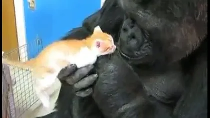 Prietenie inedită: Moment de tandreţe între o gorilă şi o pisică VIDEO