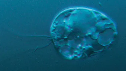 Cel mai vechi organism de pe Pământ, descoperit într-un lac norvegian
