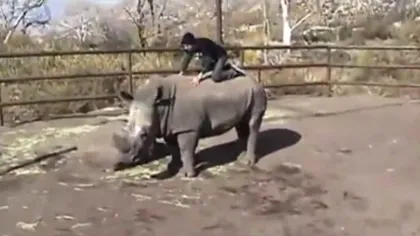 Un tânăr inconştient călăreşte un rinocer, pe ascuns, la zoo VIDEO