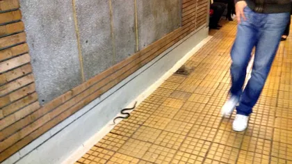 Un şarpe a fost văzut plimbându-se în staţia de metrou de la Eroilor