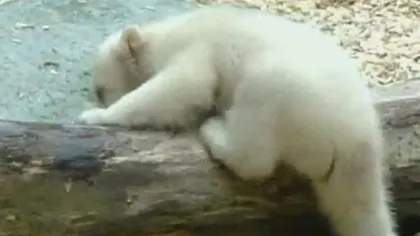 Anori, sora ursuleţului Knut, îşi face prima apariţie publică VIDEO