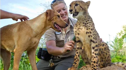 O prietenie deosebită: Un ghepard, nedespărţit de un căţel VIDEO