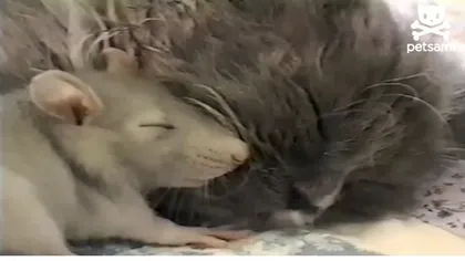 O relaţie inedită între un şoarece şi o pisică: Dorm împreună în pat VIDEO
