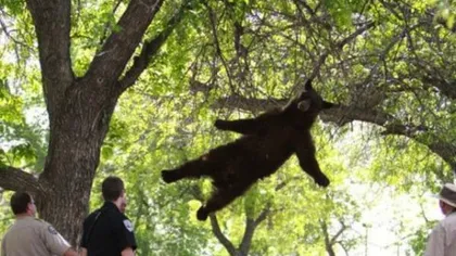 ZIUA ÎN IMAGINI: Atenţie! Cad urşi din copaci! VIDEO